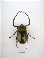 藏品(長臂金龜)的圖片